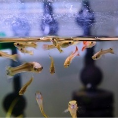 🦋受付中🦋グッピーペアで差し上げます🐠