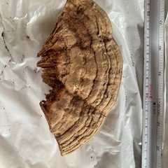 さるのこしかけの画像