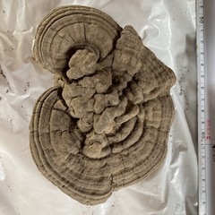 さるのこしかけの画像