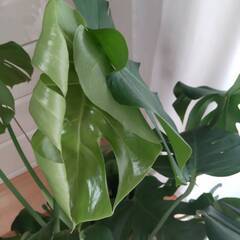 取引終了しました　モンステラ　観葉植物　１３０ｃｍ
