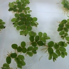 🌿浮き草 2種 無料です ビオトープ等に🌿