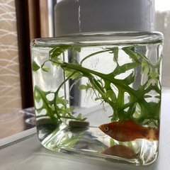 決まりました。熱帯魚　ミッキーマウスプラティの画像