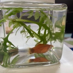 決まりました。熱帯魚　ミッキーマウスプラティの画像