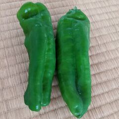ピーマン10個　四日前に収穫