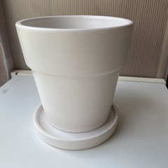 スリーピー　鉢