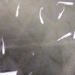 マリアージュロングフィン稚魚　めだか5匹セットでの画像