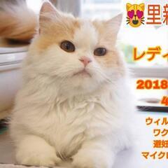 里親様決定 ｱﾘｶﾞﾄｳｺﾞｻﾞｲﾏｼﾀ!!😻スコ💕4歳🐾レデイ...
