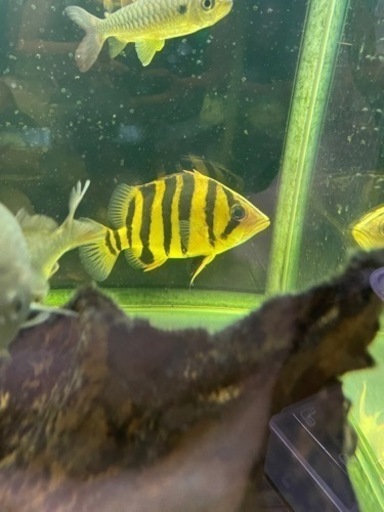 ダトニオプラスワン17センチ　バンド左右対称　発色良好