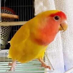 コザクラ1歳10か月メス