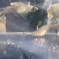 【メダカ屋　恵作めだか】　9月30日(日)　10月1日(月)　人...