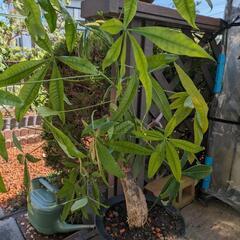観葉植物　パキラ