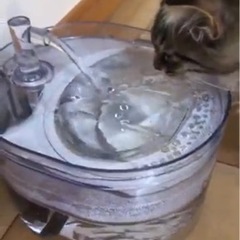 【値下げしました！】★NPET ペット自動給水器 フィルター　赤外線センサー付き★の画像