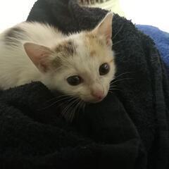 【新規お問い合わせ〆】野良子猫の里親募集