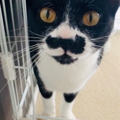 チョビひげ模様が可愛い男の子