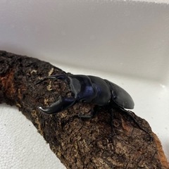 スマトラオオヒラタの幼虫