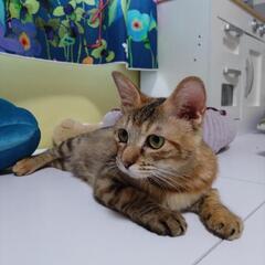 かわいくてかわいくてかわいすぎるエビちゃん♡ - 夕張郡