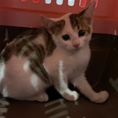 とても可愛い子猫 保護猫 白 キジトラ 