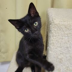 3か月の子猫です☆