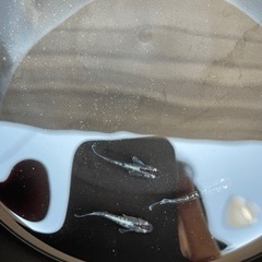 ミッドナイトフリル安く売ります