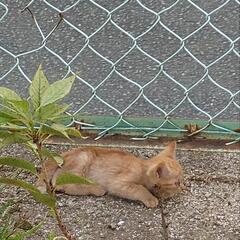 野良子猫の保護してください。保護して頂きました🙇
