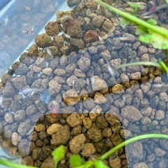 かわいい😍丈夫😀楊貴妃パンダめだかちゃんの画像