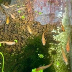 かわいい😍丈夫😀楊貴妃パンダめだかちゃんの画像