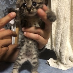 【現在ストップ中】生後1ヶ月　メス　耳折れちゃん