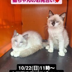 10/22(日)譲渡会。6/3生ラグドール兄妹(⋈◍＞◡＜◍)。✧♡