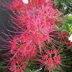 ヒガンバナ　彼岸花　球根　花　植物　庭造り　ガーデン