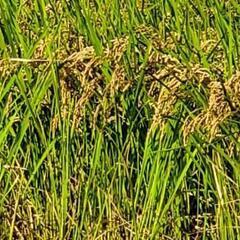 完売御礼🌾R５新米コシヒカリ玄米30Kg