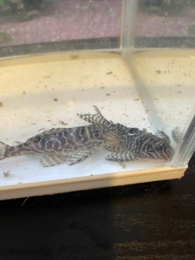 キンペコ　現役個体5匹セット