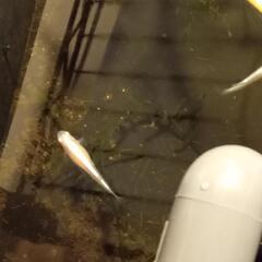 王妃メダカの卵　10個の画像