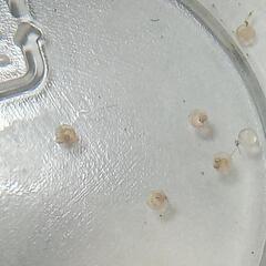 王妃メダカの卵　10個の画像