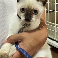 🐈‍⬛里親決定🙇‍♀️元気なシャム系女の子です。💕