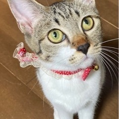 甘えん坊で活発な女の子❤️ - 名古屋市