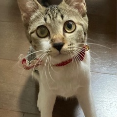 甘えん坊で活発な女の子❤️の画像