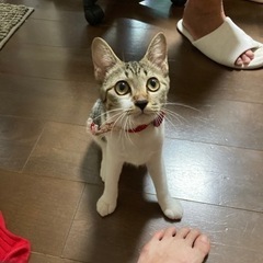 甘えん坊で活発な女の子❤️ - 猫