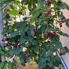 ラズベリーの苗　300㎝の画像