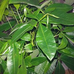観葉植物　パキラ　新芽たくさん、元気いっぱい