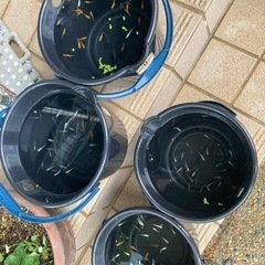 メダカ売ります。
