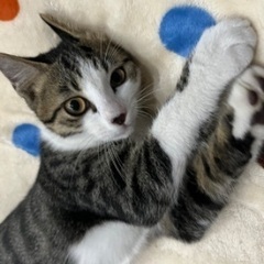 生後3ヶ月半の双子の男の子😺大切に育てて下さる方探しております。