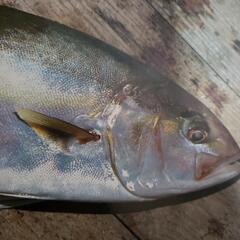 魚の調理で困ってないですか？