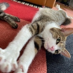 【トライアル決まりました】キジ白かぎしっぽの美猫くん