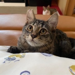 【トライアル決まりました】ふわふわしっぽのキジトラくん