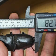 【値下げ】マツノ系　久留米産オオクワペア♂82.7mm♀53.4...