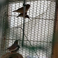 金華鳥ペアでどうですか