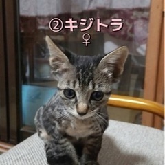お問い合わせ一時停止します