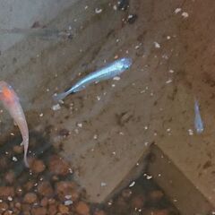 メダカ 成魚ミックス 15匹の画像