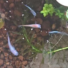 メダカ 成魚ミックス 15匹の画像