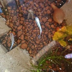 メダカ 成魚ミックス 15匹の画像